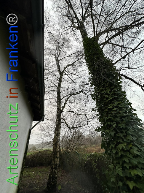 © Artenschutz in Franken® / Vehoff Bild zum Eintrag (1097878-160)