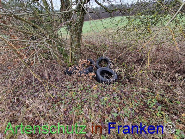 © Artenschutz in Franken® Bild zum Eintrag (1098214-160)