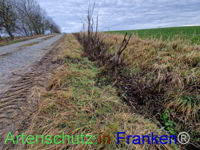 © Artenschutz in Franken® Bild zum Eintrag (1098216-160)