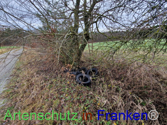 © Artenschutz in Franken® Bild zum Eintrag (1098217-160)