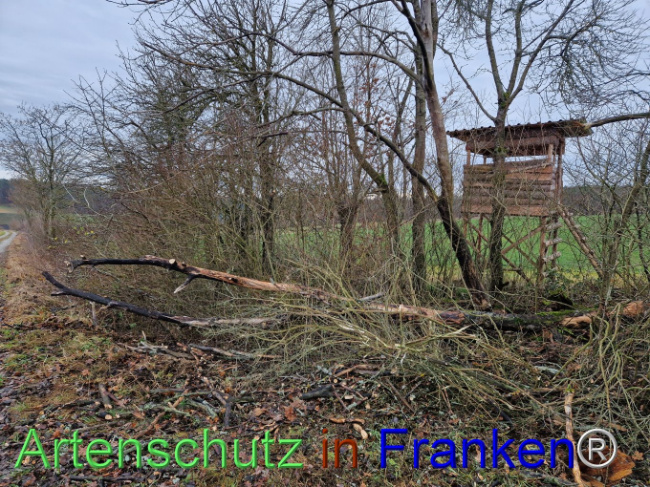 © Artenschutz in Franken® Bild zum Eintrag (1098226-160)