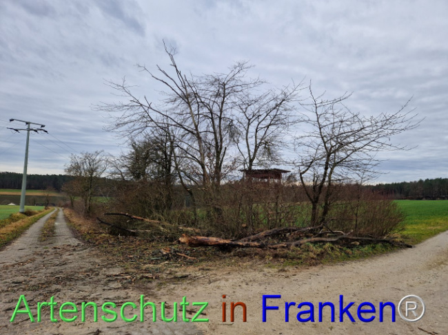 © Artenschutz in Franken® Bild zum Eintrag (1098227-160)