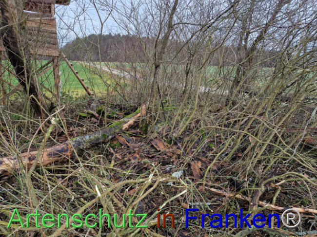 © Artenschutz in Franken® Bild zum Eintrag (1098229-160)