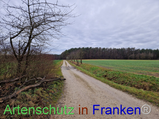 © Artenschutz in Franken® Bild zum Eintrag (1098231-160)