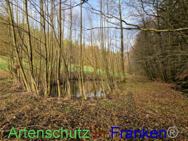 © Artenschutz in Franken® Bild zum Eintrag (1098279-160)