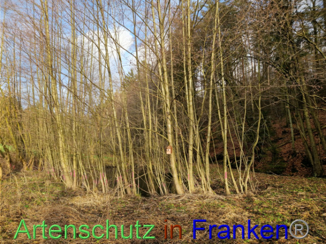 © Artenschutz in Franken® Bild zum Eintrag (1098282-160)