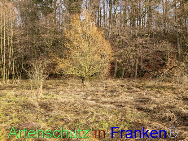 Bild zum Eintrag (1098295-160)