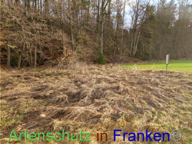 © Artenschutz in Franken® Bild zum Eintrag (1098298-160)