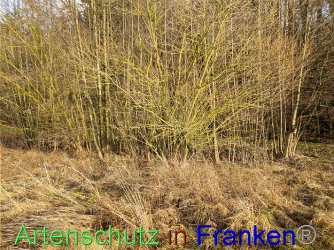 © Artenschutz in Franken® Bild zum Eintrag (1098299-160)