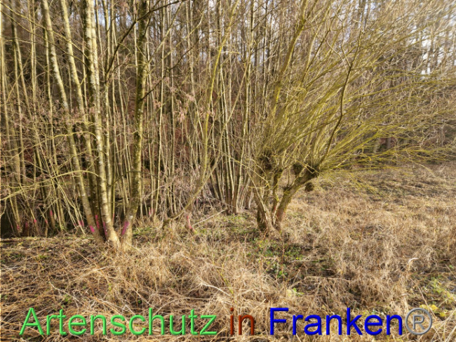 © Artenschutz in Franken® Bild zum Eintrag (1098300-160)