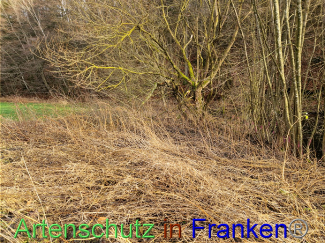 © Artenschutz in Franken® Bild zum Eintrag (1098301-160)