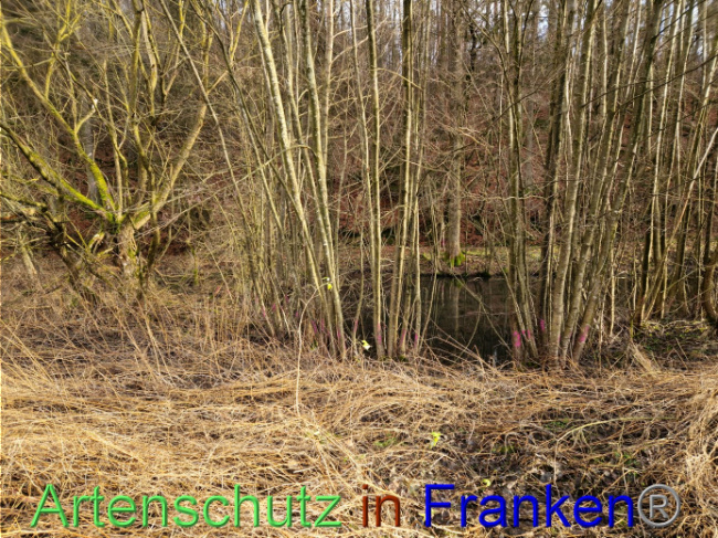 © Artenschutz in Franken® Bild zum Eintrag (1098302-160)