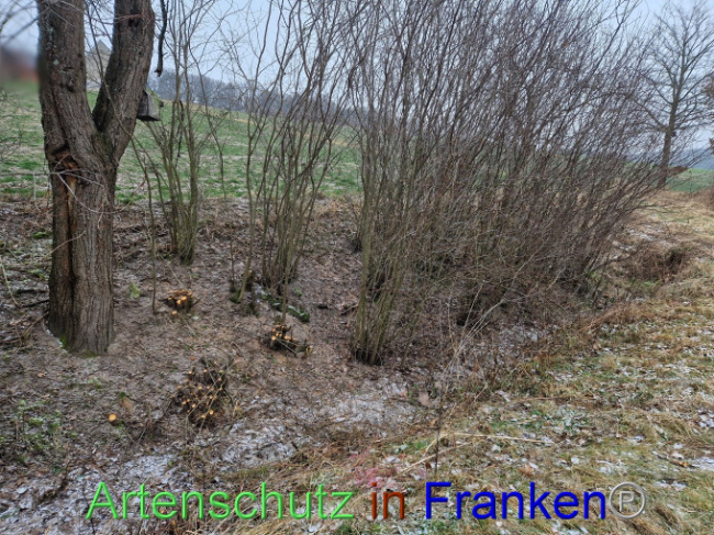 Bild zum Eintrag (1098816-160)