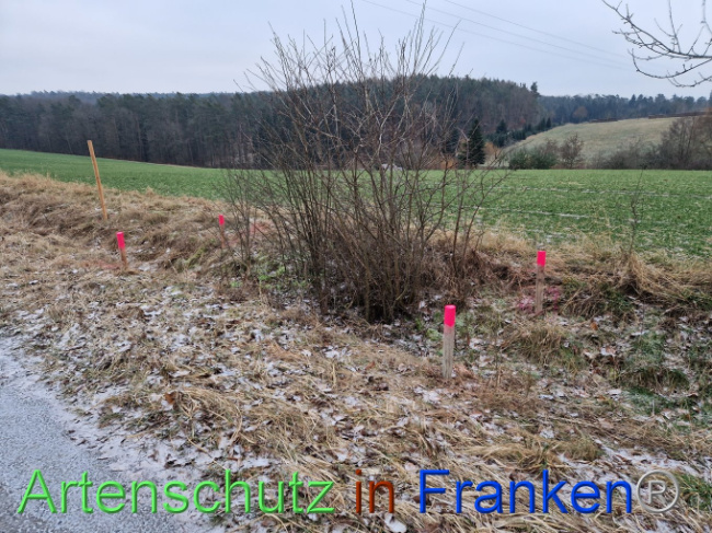 © Artenschutz in Franken® Bild zum Eintrag (1098824-160)