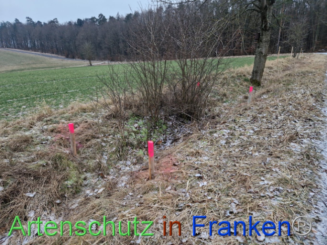 © Artenschutz in Franken® Bild zum Eintrag (1098825-160)