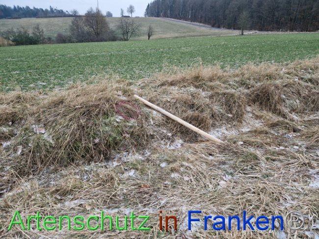 © Artenschutz in Franken® Bild zum Eintrag (1098826-160)