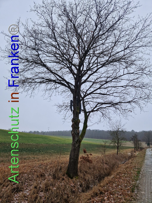 © Artenschutz in Franken® Bild zum Eintrag (1098836-160)