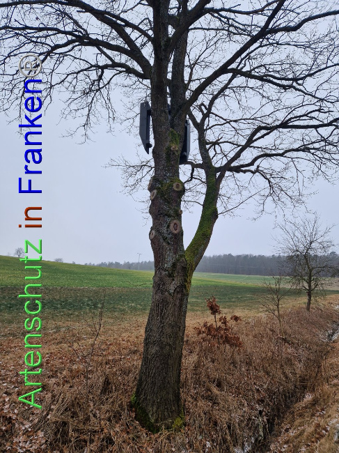 © Artenschutz in Franken® Bild zum Eintrag (1098839-160)