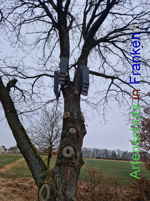 © Artenschutz in Franken® Bild zum Eintrag (1098840-160)