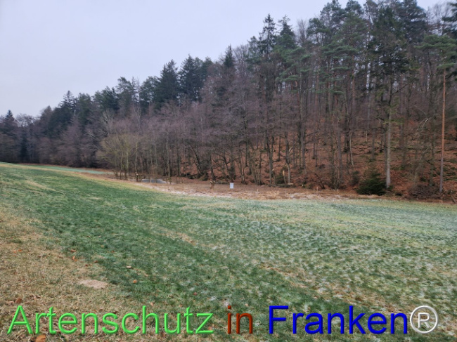 © Artenschutz in Franken® Bild zum Eintrag (1099239-160)