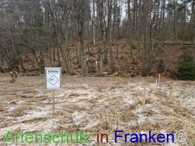 © Artenschutz in Franken® Bild zum Eintrag (1099244-160)