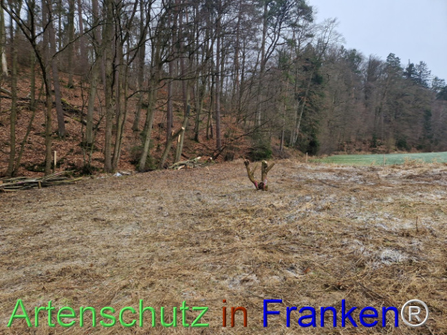 Bild zum Eintrag (1099256-160)