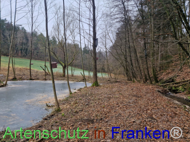 © Artenschutz in Franken® Bild zum Eintrag (1099272-160)