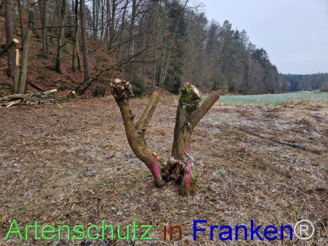 © Artenschutz in Franken® Bild zum Eintrag (1099273-160)