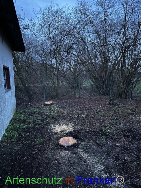 © Artenschutz in Franken® Bild zum Eintrag (1099337-160)