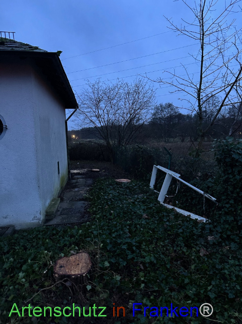 © Artenschutz in Franken® Bild zum Eintrag (1099338-160)