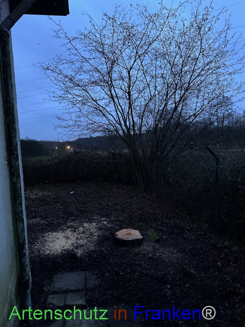 © Artenschutz in Franken® Bild zum Eintrag (1099339-160)