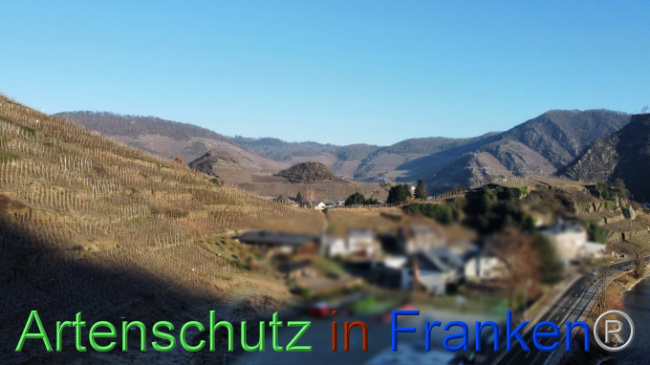 Bild zum Eintrag (1099379-160)