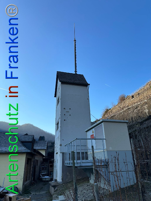 © Artenschutz in Franken® Bild zum Eintrag (1099391-160)
