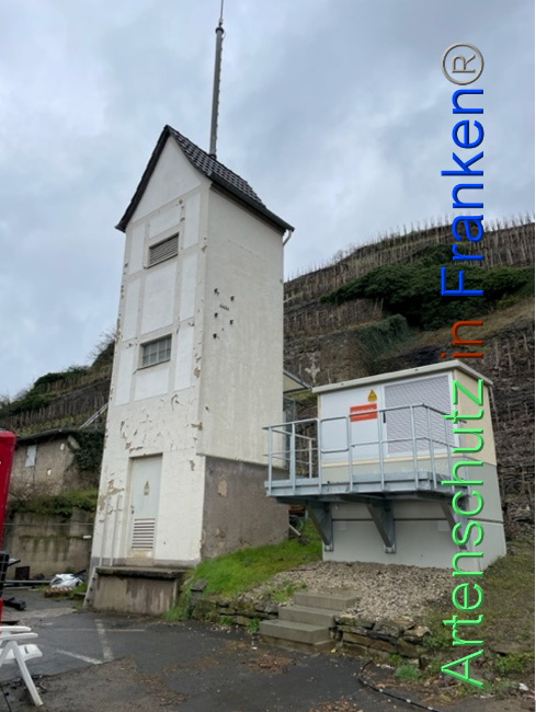© Artenschutz in Franken® Bild zum Eintrag (1099399-160)