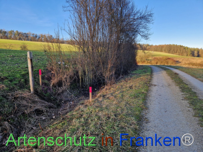 Bild zum Eintrag (1099452-160)