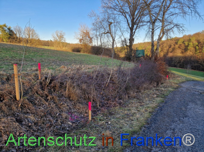 © Artenschutz in Franken® Bild zum Eintrag (1099461-160)