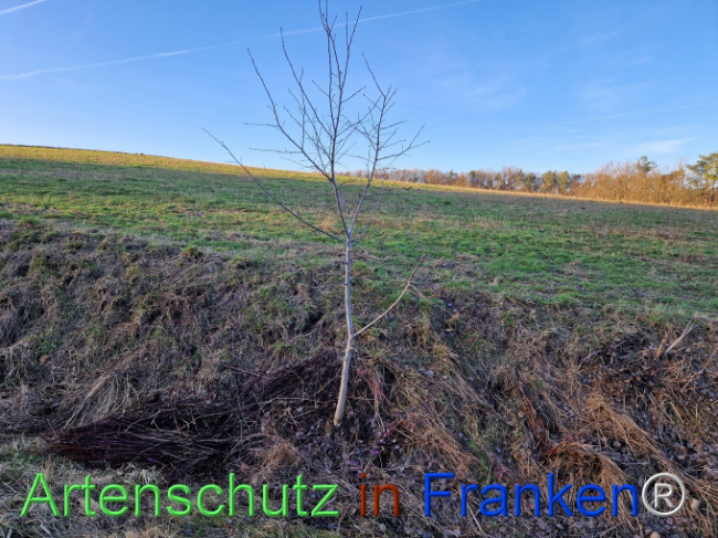 © Artenschutz in Franken® Bild zum Eintrag (1099462-160)