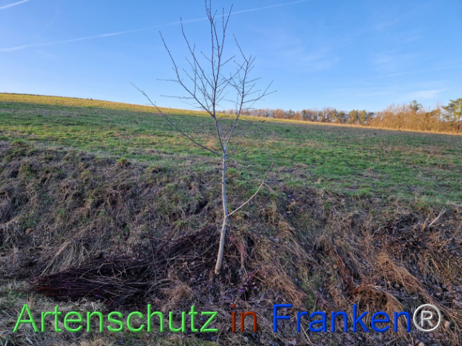 Bild zum Eintrag (1099462-160)