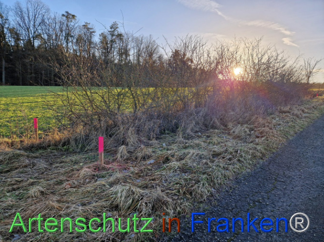 © Artenschutz in Franken® Bild zum Eintrag (1099463-160)