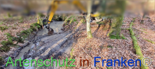 © Artenschutz in Franken® Bild zum Eintrag (1099539-160)