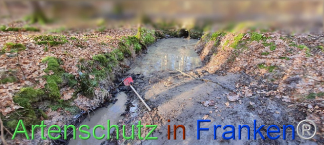 © Artenschutz in Franken® Bild zum Eintrag (1099541-160)