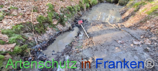 © Artenschutz in Franken® Bild zum Eintrag (1099543-160)