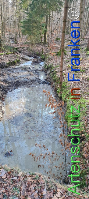 © Artenschutz in Franken® Bild zum Eintrag (1099547-160)