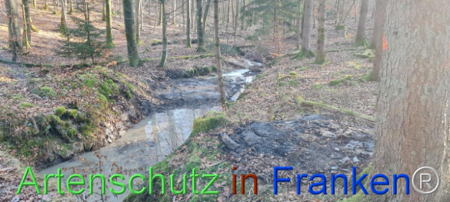 © Artenschutz in Franken® Bild zum Eintrag (1099548-160)