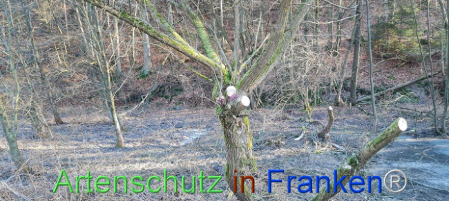 © Artenschutz in Franken® Bild zum Eintrag (1099685-160)