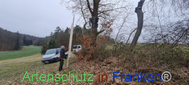 © Artenschutz in Franken® Bild zum Eintrag (1099716-160)