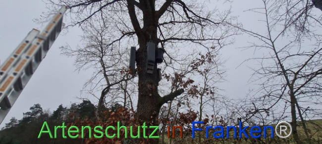 © Artenschutz in Franken® Bild zum Eintrag (1099718-160)