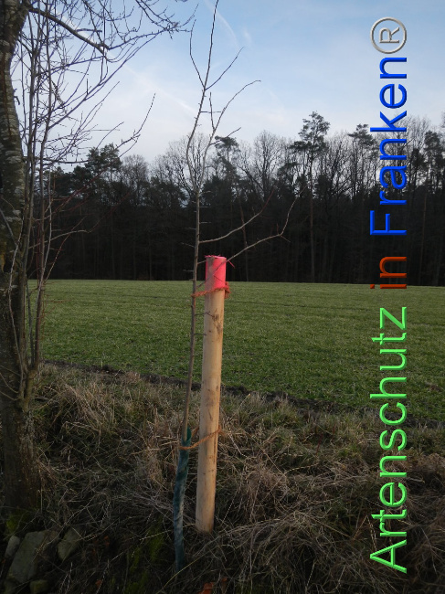 © Artenschutz in Franken® Bild zum Eintrag (1099977-160)