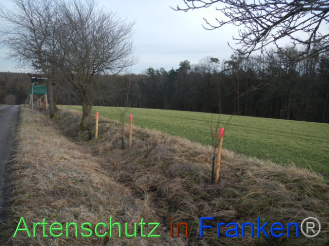 © Artenschutz in Franken® Bild zum Eintrag (1099982-160)