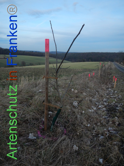 © Artenschutz in Franken® Bild zum Eintrag (1099983-160)